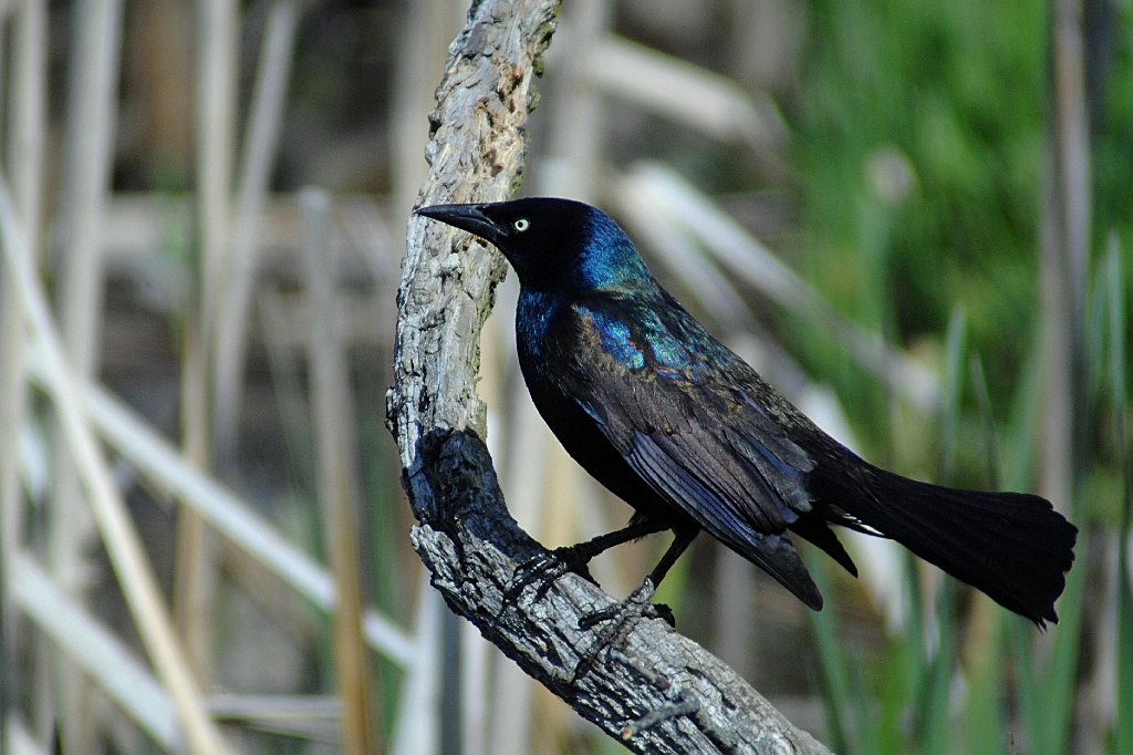 Grackle, Common, 2008-05193196 Broad Meadow Brook, MA.JPG - Common Grackle. Broad Meadow Brook Wildlife Sanctuary, MA, 5-19-2008